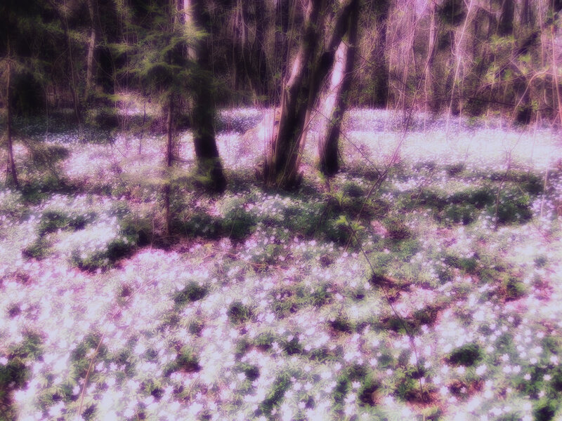 White Flowers in Forest — Purple