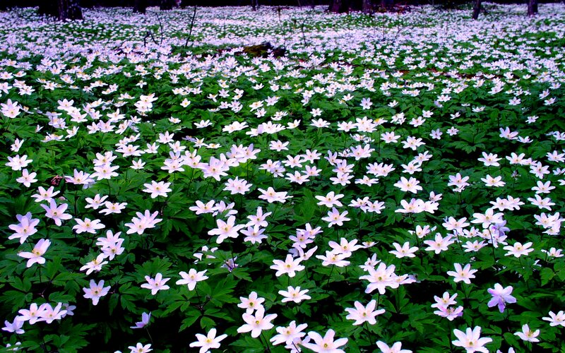 White Flowers in Forest — Serene, Spring, Photograph