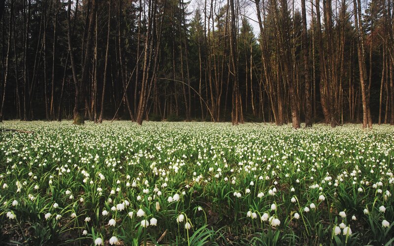 White Flowers in Forest — Serene, Spring, Photograph, Trees, Forest Floor