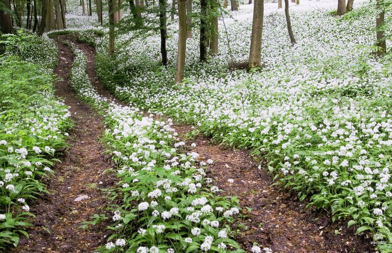 White Flowers in Forest — Serene, Spring, Photograph, Trees, Path