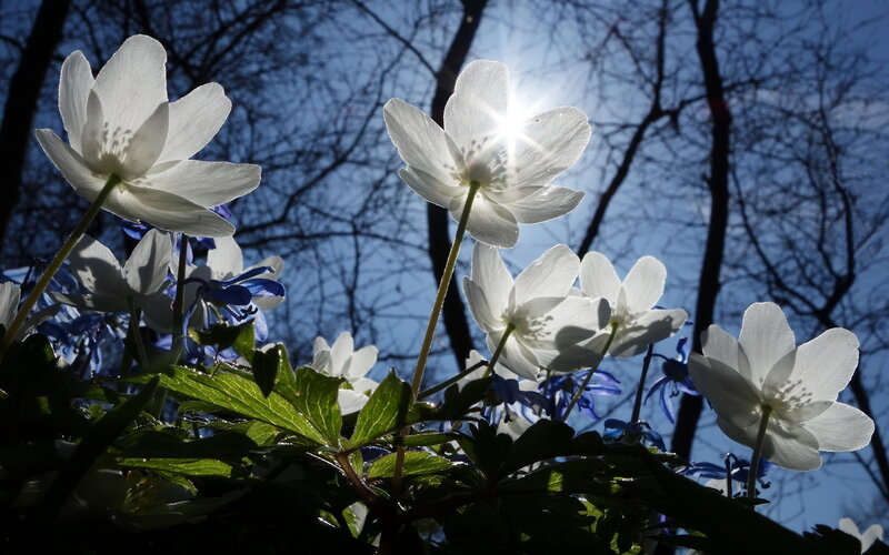 White Flowers in Forest — Serene, Spring, Photograph, Trees