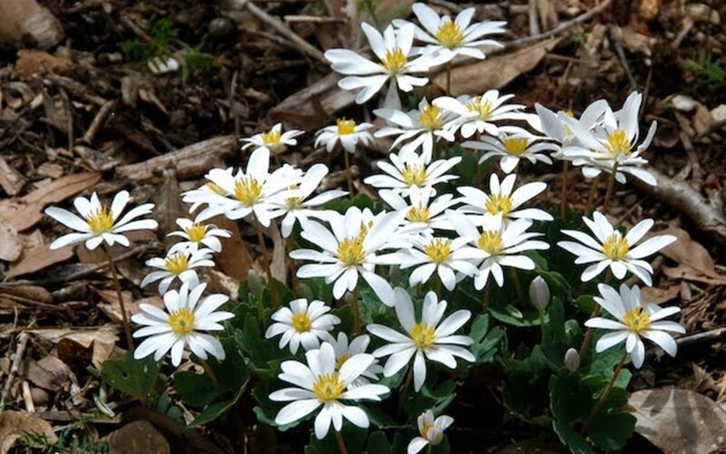 White Flowers in Forest — Serene, Spring