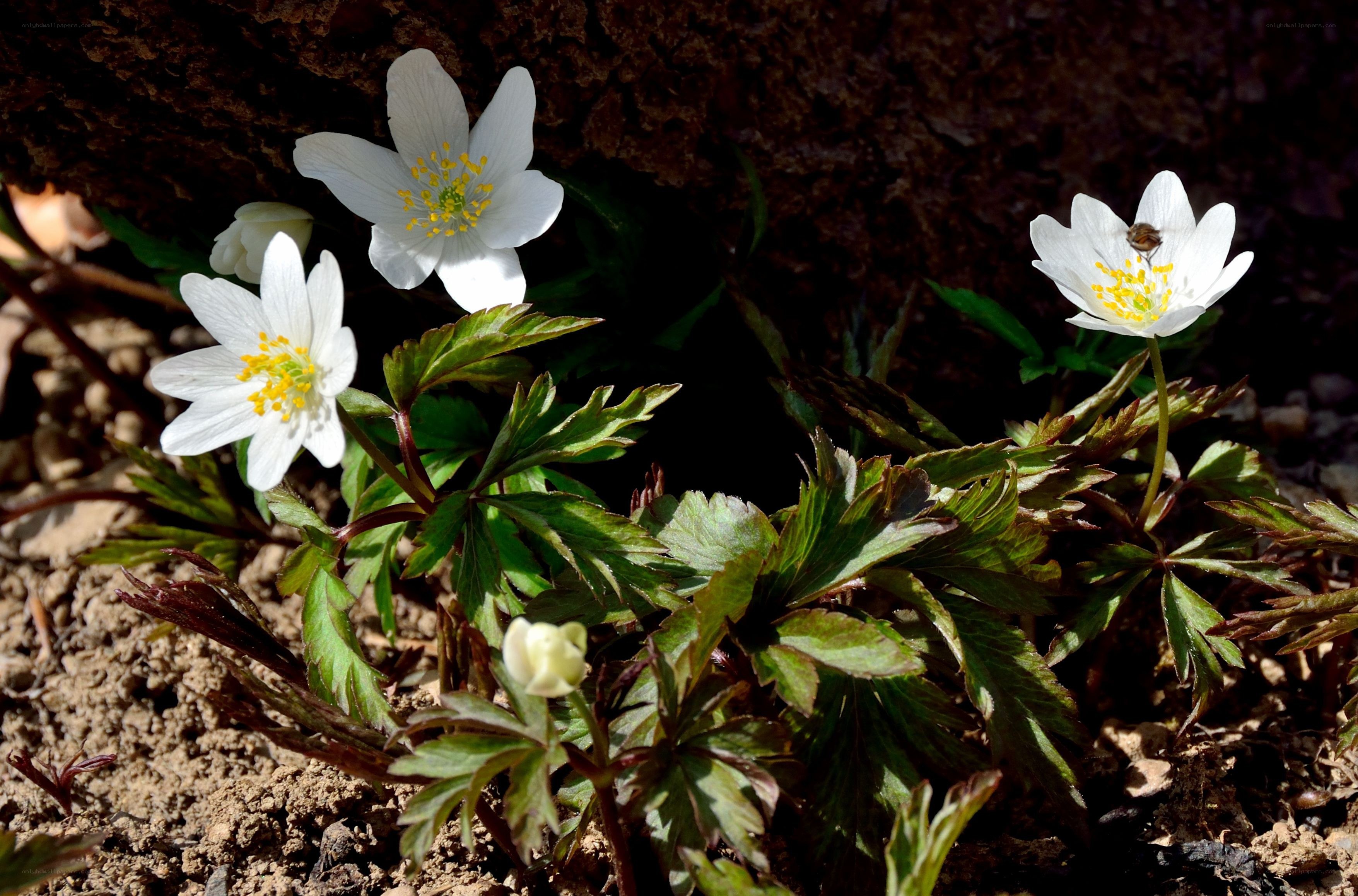 White flowers in forest soil