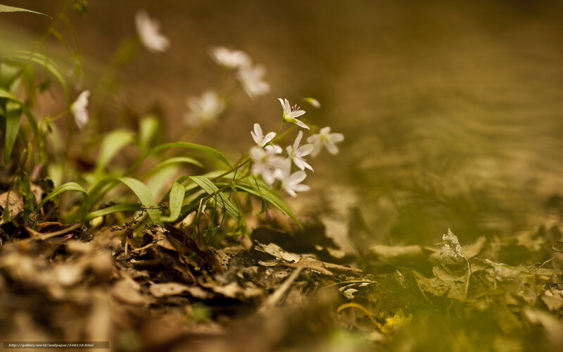 White flowers in forest