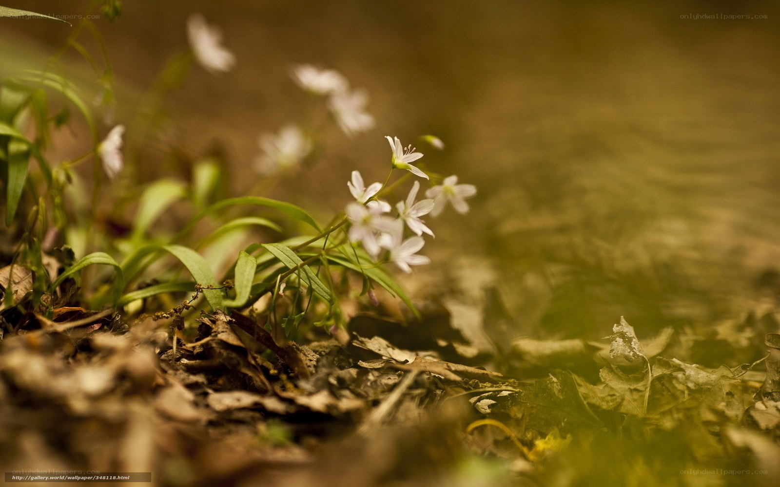 White flowers in forest