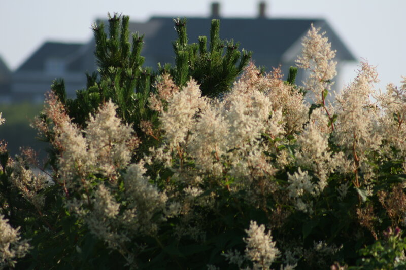 White flowers in front of a house