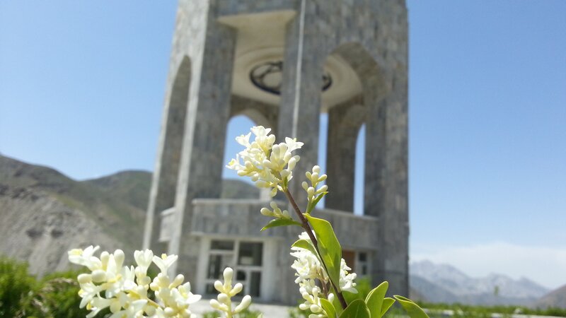 White Flowers in Front of Tower