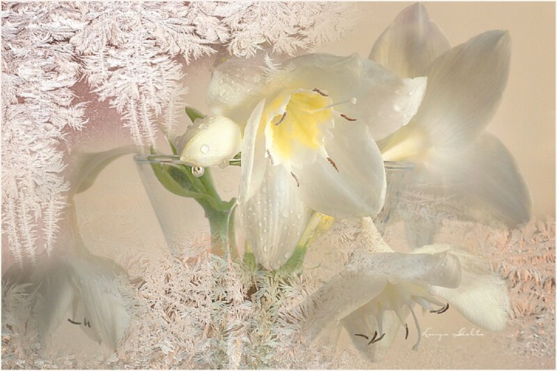 White Flowers in Frost — Serene