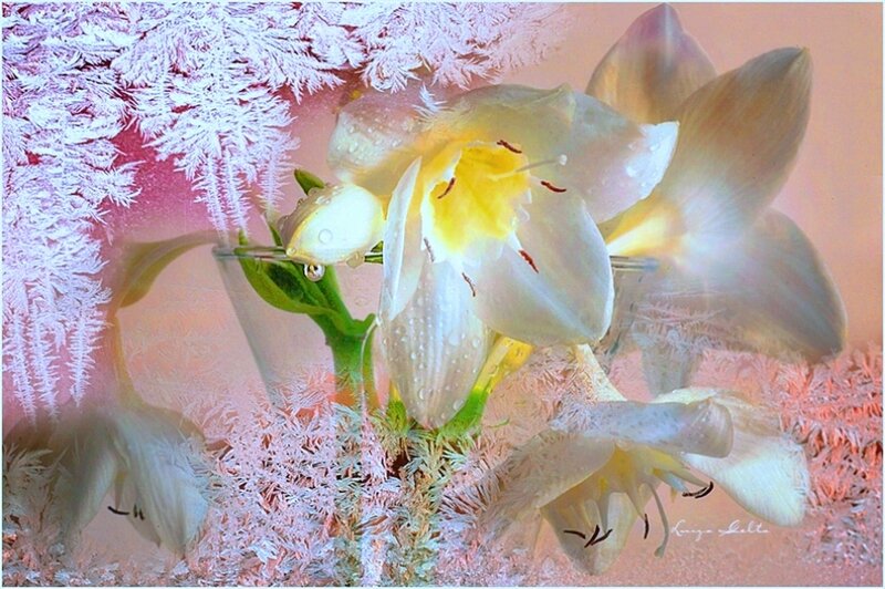 White Flowers in Frost