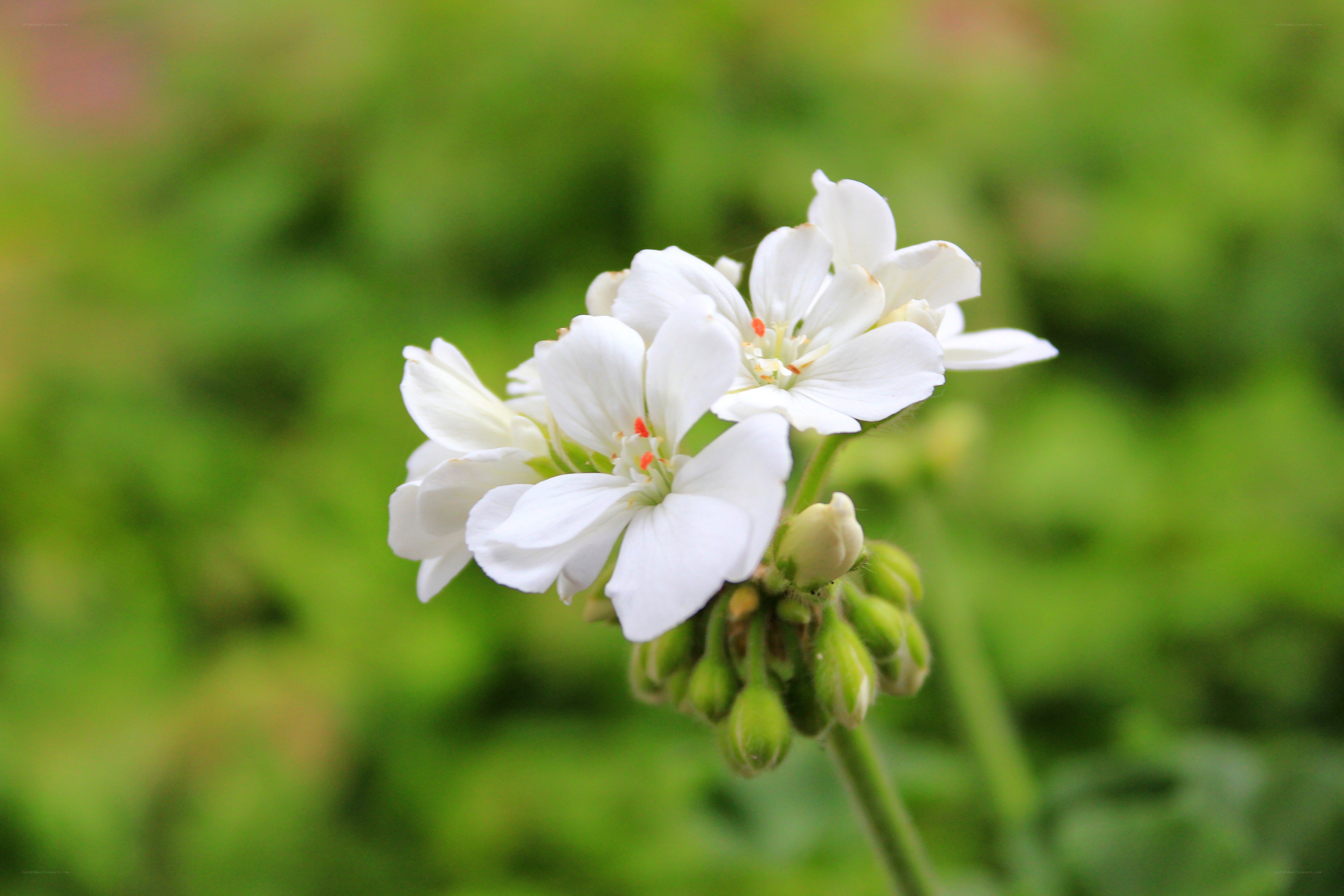 white flowers in garden