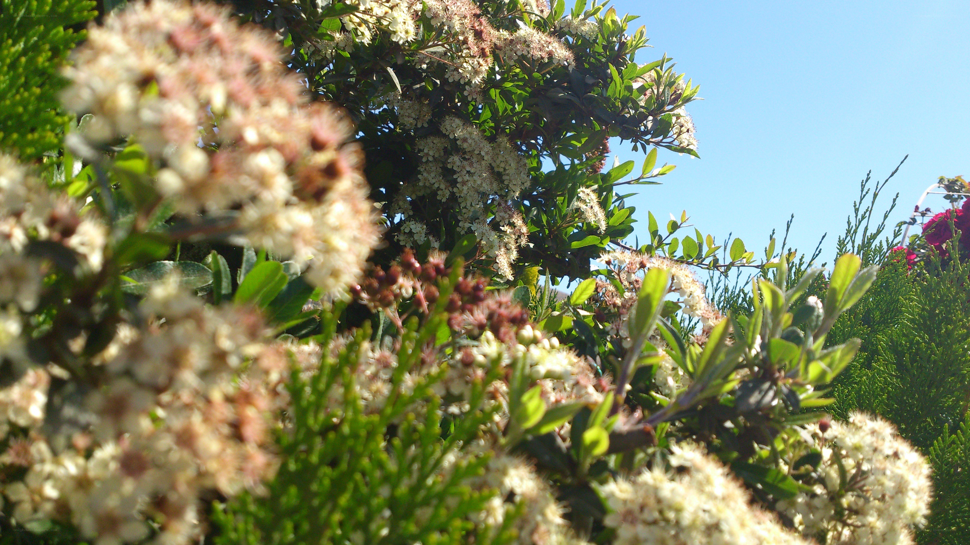 white flowers in garden