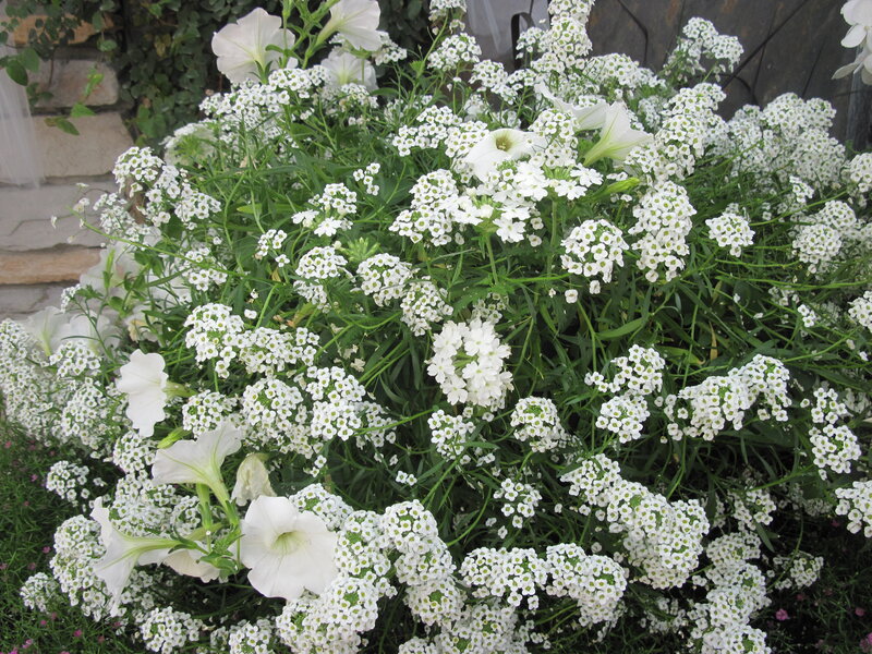 White Flowers in Garden — Calm, Afternoon, Photograph