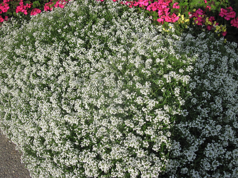 White Flowers in Garden — Calm, Afternoon