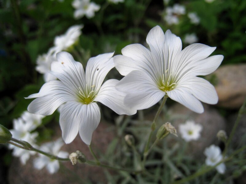 White Flowers in Garden — Calm, Spring