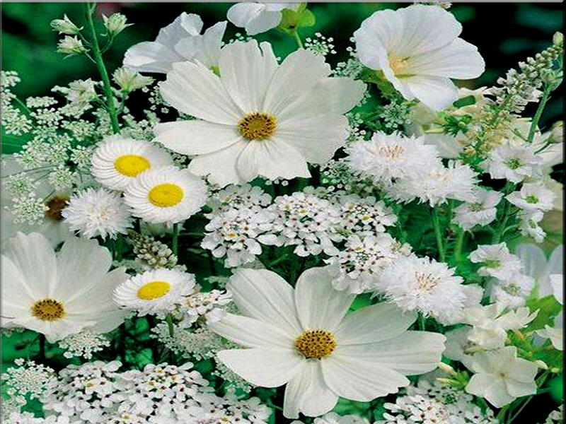 White Flowers in Garden — Calm