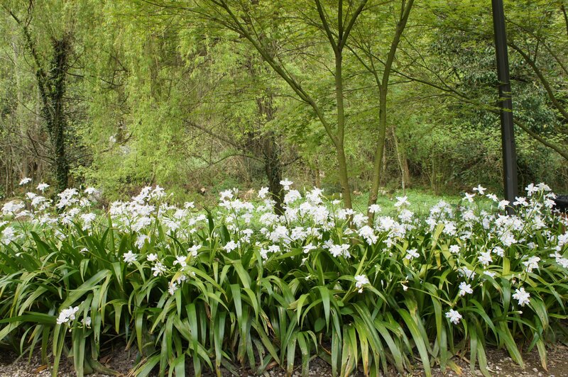 White Flowers in Garden — Green, Serene, Spring