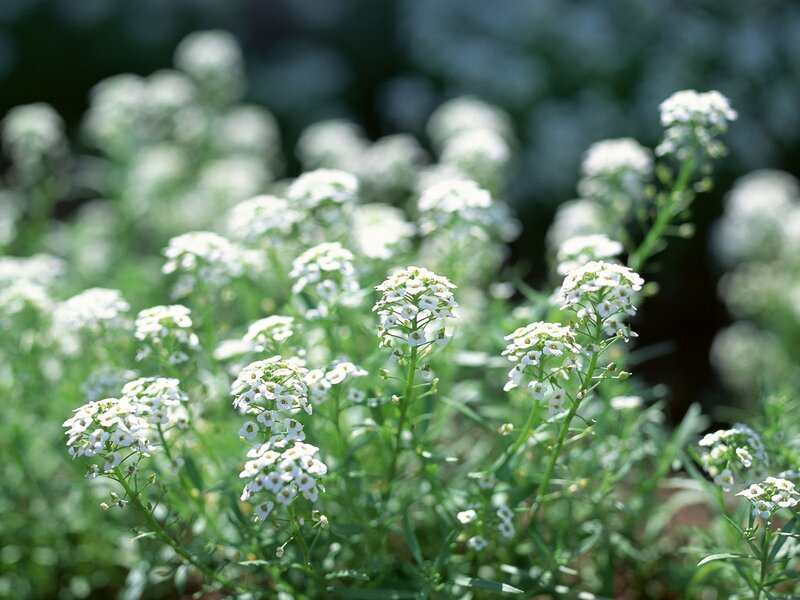 White Flowers in Garden — Serene, Afternoon, Photograph