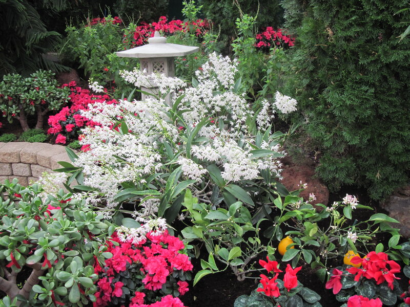 White Flowers in Garden — Serene, Afternoon