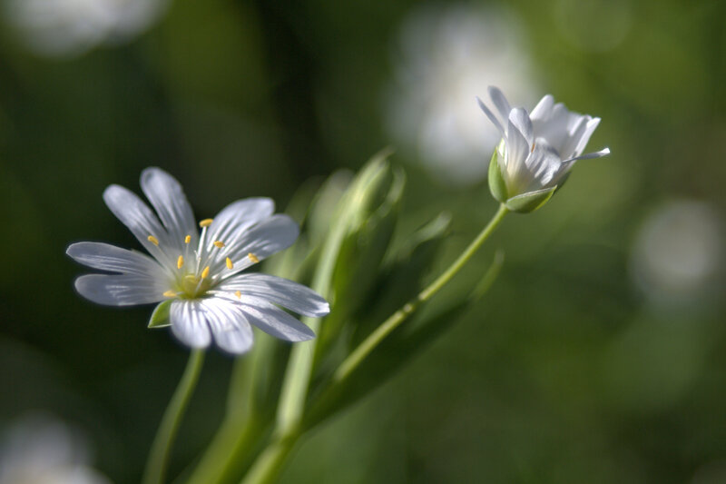 White Flowers in Garden — Serene, Morning