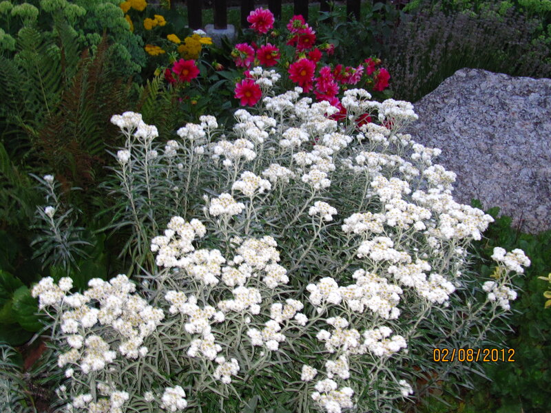 White Flowers in Garden — Serene