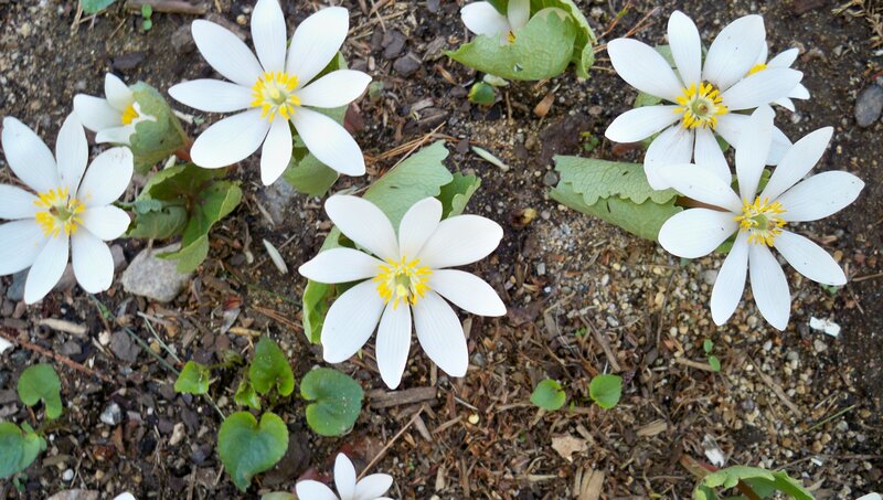 White flowers in garden soil