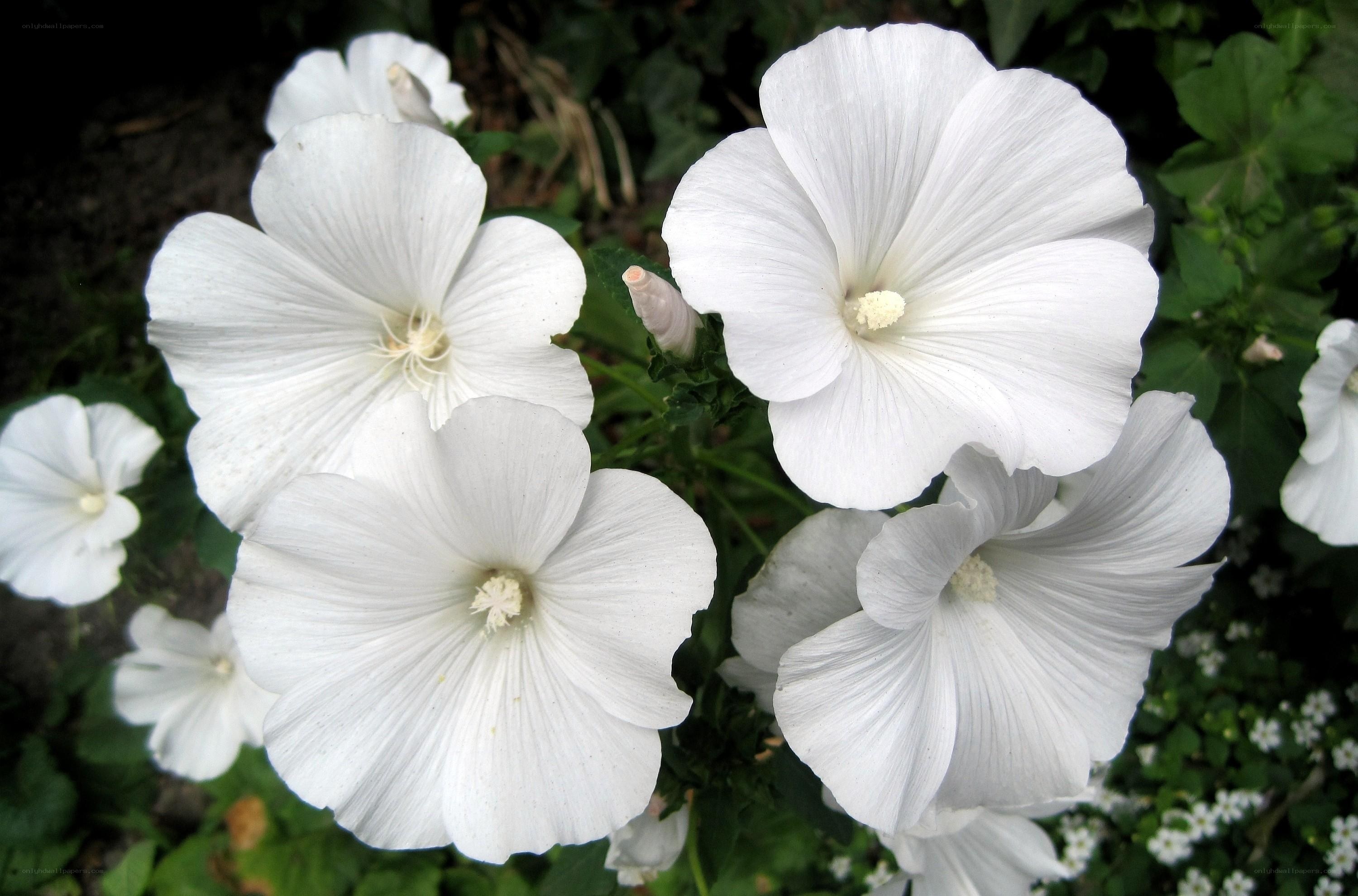 White flowers in garden