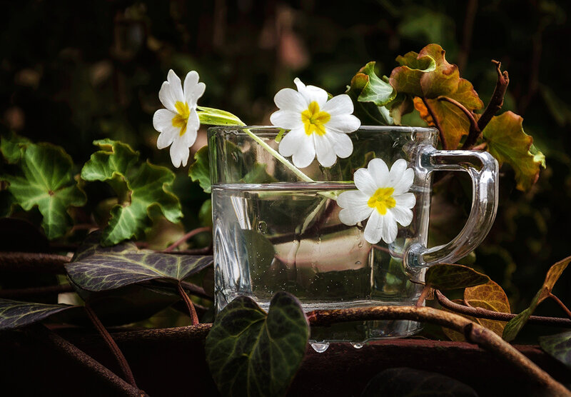 White Flowers in Glass Cup