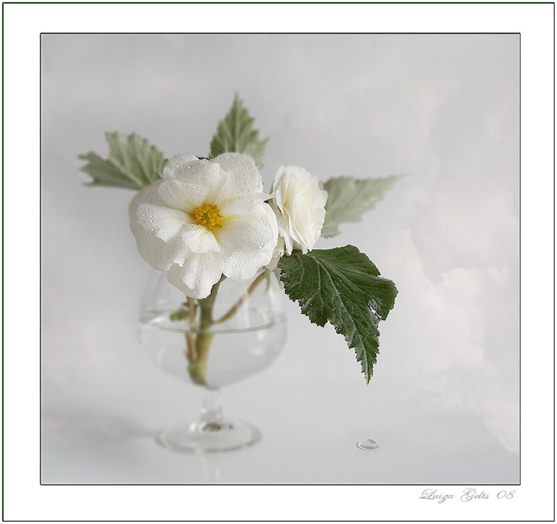 White Flowers in Glass — Serene