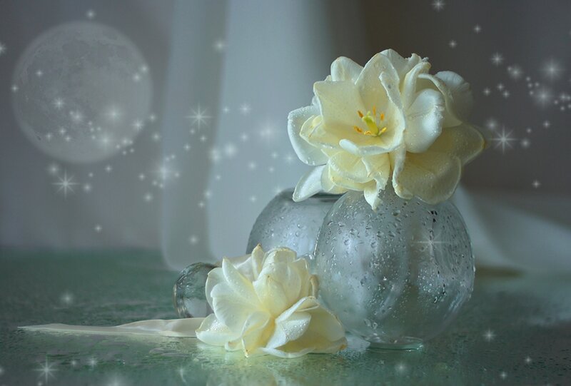 White Flowers in Glass Vases — Serene, Night, Photograph