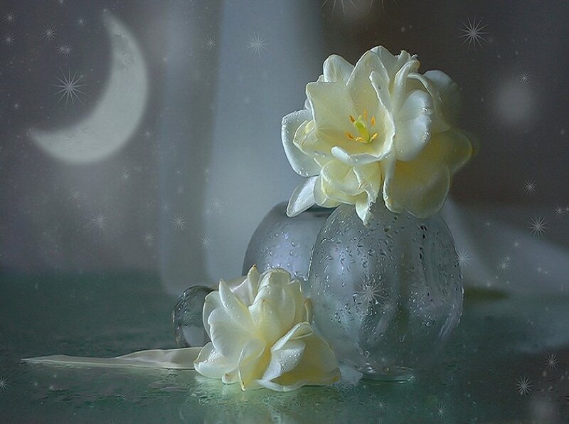 White Flowers in Glass Vases — Serene, Night