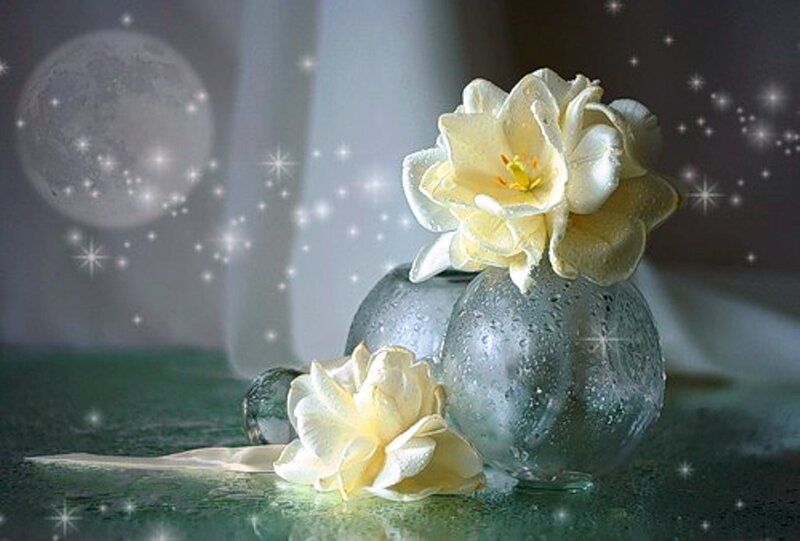 White Flowers in Glass Vases — Serene