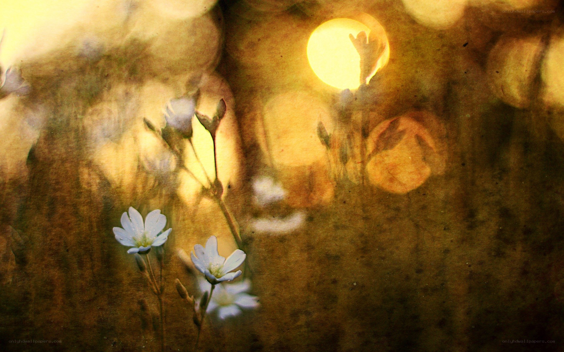 White flowers in golden light