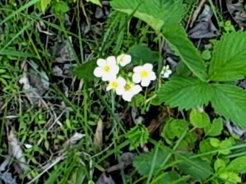 white flowers in grass