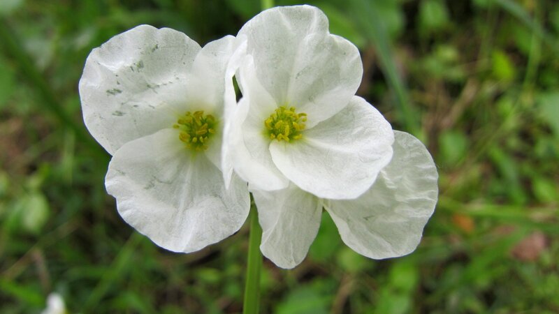 White Flowers in Grass — Calm