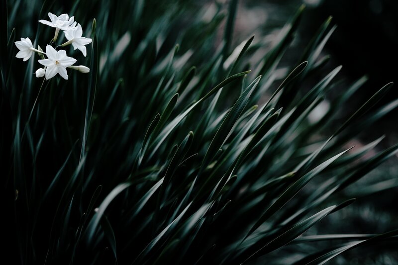 White Flowers in Grass — Dramatic