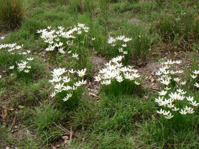 White Flowers in Grass — Green, Calm