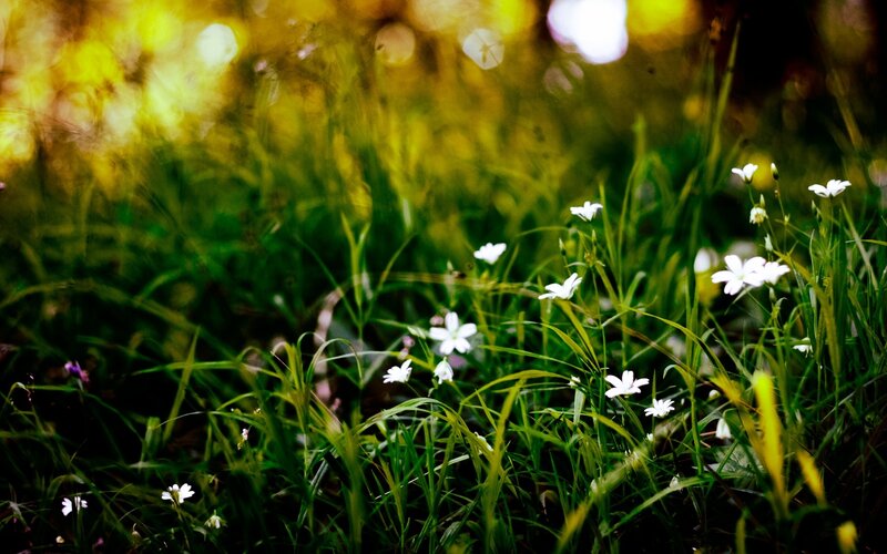 White Flowers in Grass — Green, Serene, Afternoon, Photograph, Sunlight