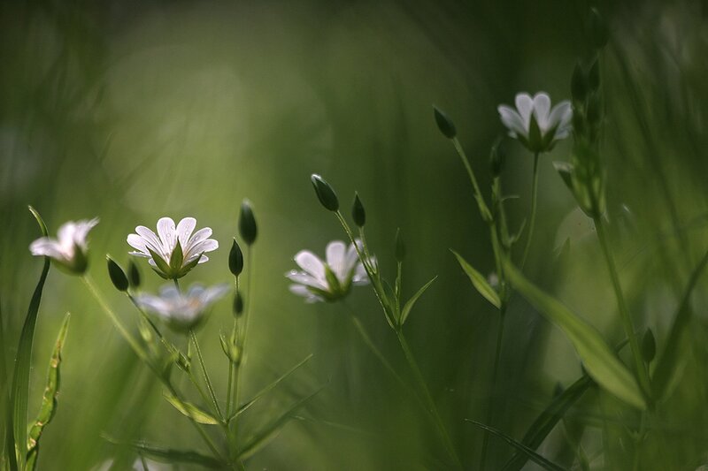 White Flowers in Grass — Green, Serene, Morning, Photograph, Buds, Greenery