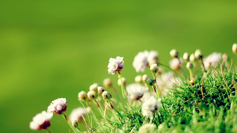White Flowers in Grass — Green, Serene, Morning, Photograph, Buds