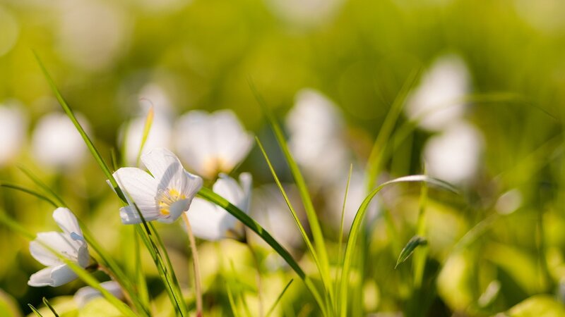 White Flowers in Grass — Green, Serene, Morning, Photograph, Sunlight, Bloom