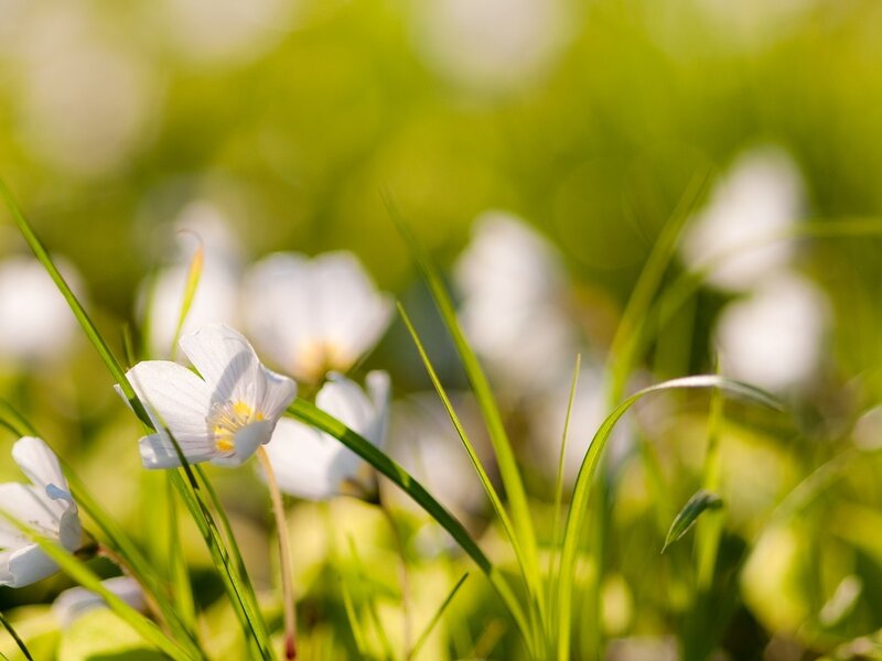 White Flowers in Grass — Green, Serene, Morning