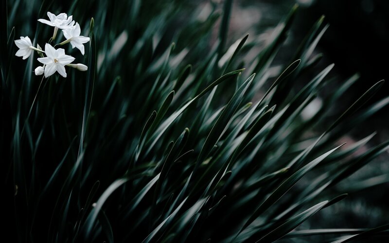 White Flowers in Grass — Green, Serene, Photograph