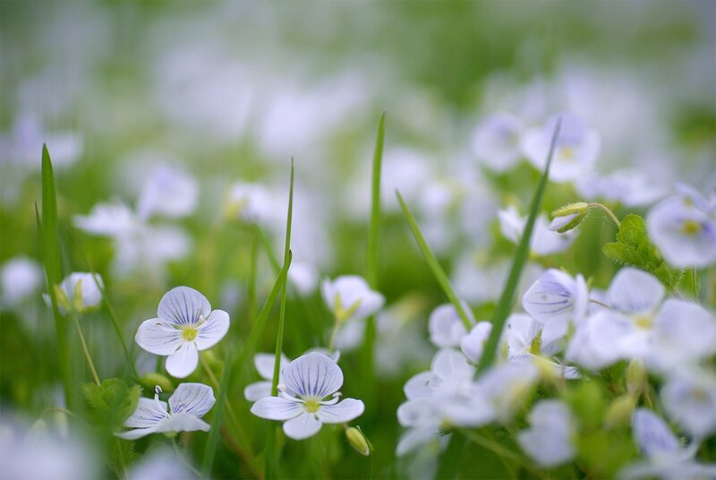 White Flowers in Grass — Green, Serene, Spring, Photograph
