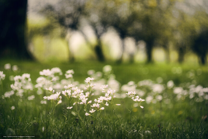 White Flowers in Grass — Green, Serene, Spring, Photograph, Trees