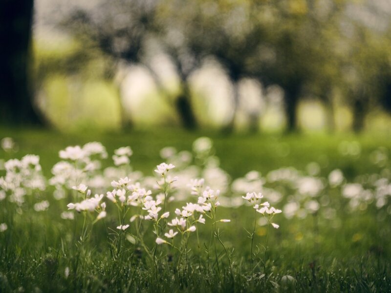 White Flowers in Grass — Green, Serene, Spring