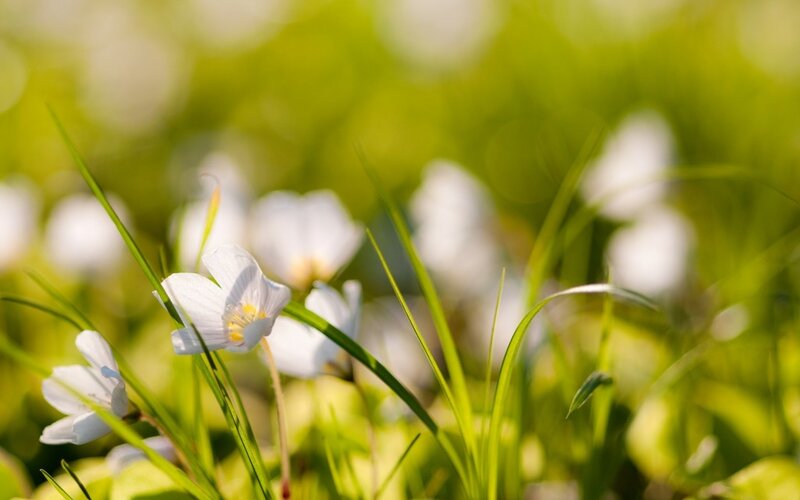 White Flowers in Grass — Green, Serene