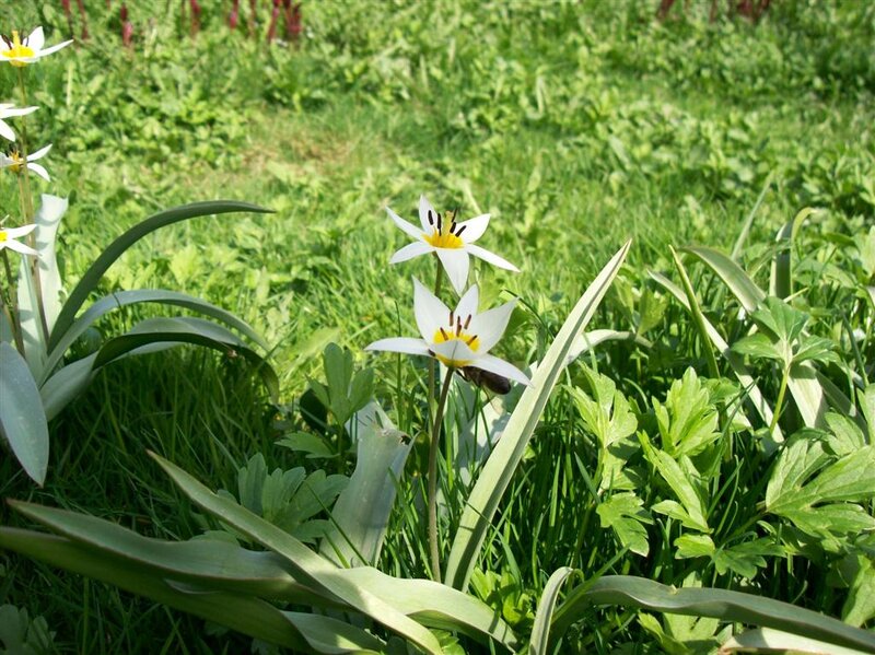 White Flowers in Grass — Green