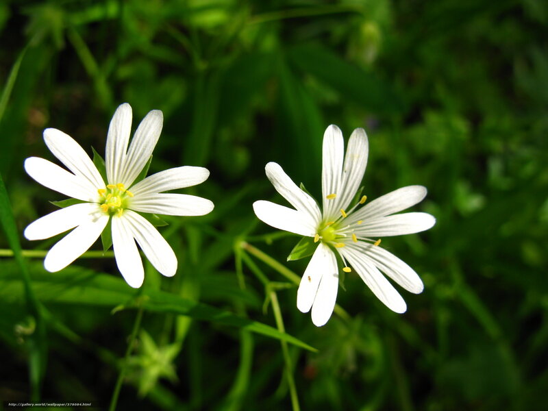 White Flowers in Grass — Serene, Afternoon