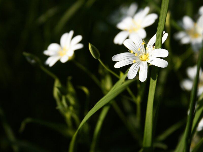 White Flowers in Grass — Serene, Morning, Photograph, Flower Buds