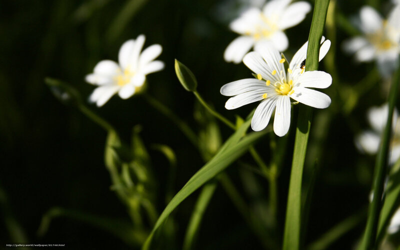 White Flowers in Grass — Serene, Morning